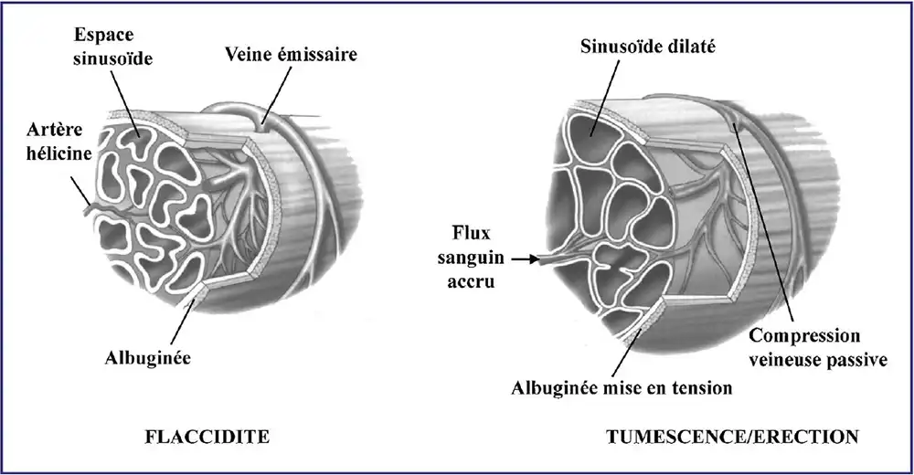 Tumecence / érection