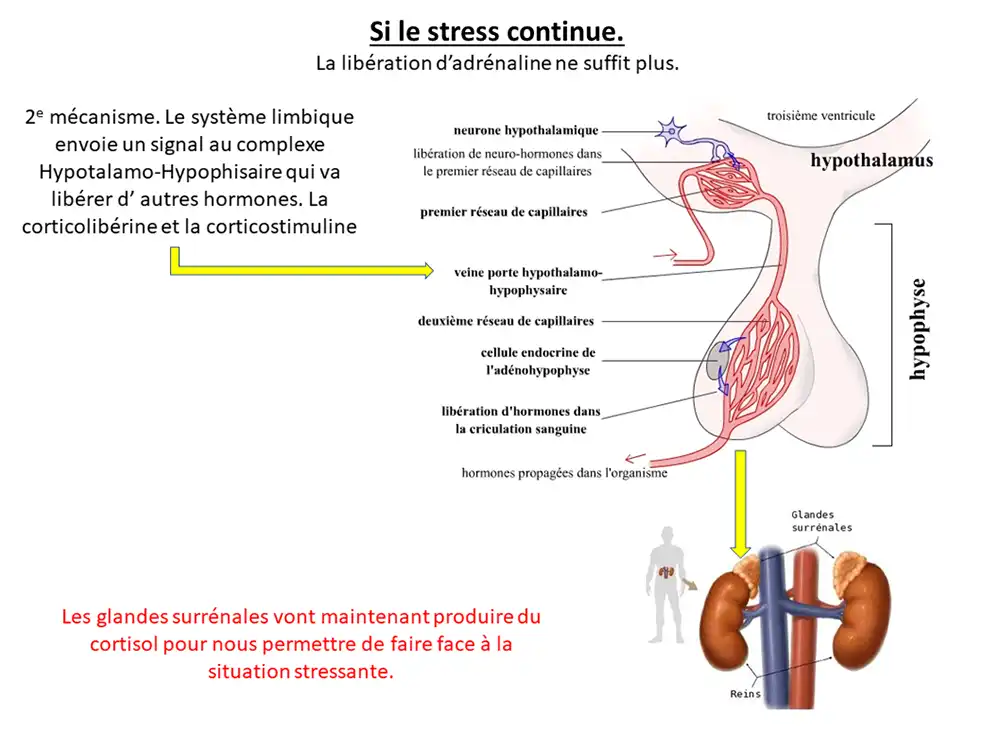 activité_comp12