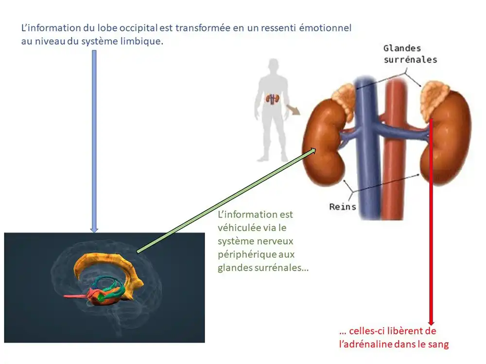 activité_comp10