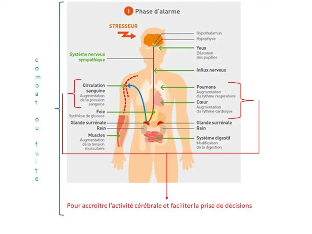 activité_comp11