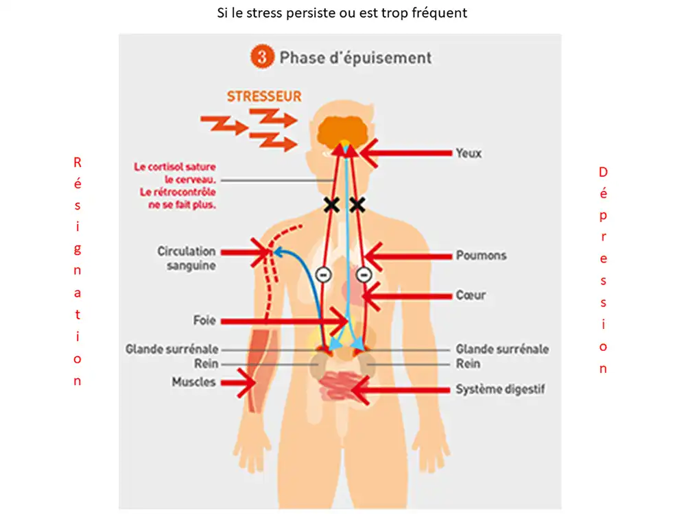 activité_comp13