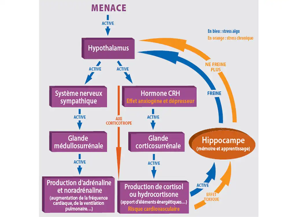 activité_comp15