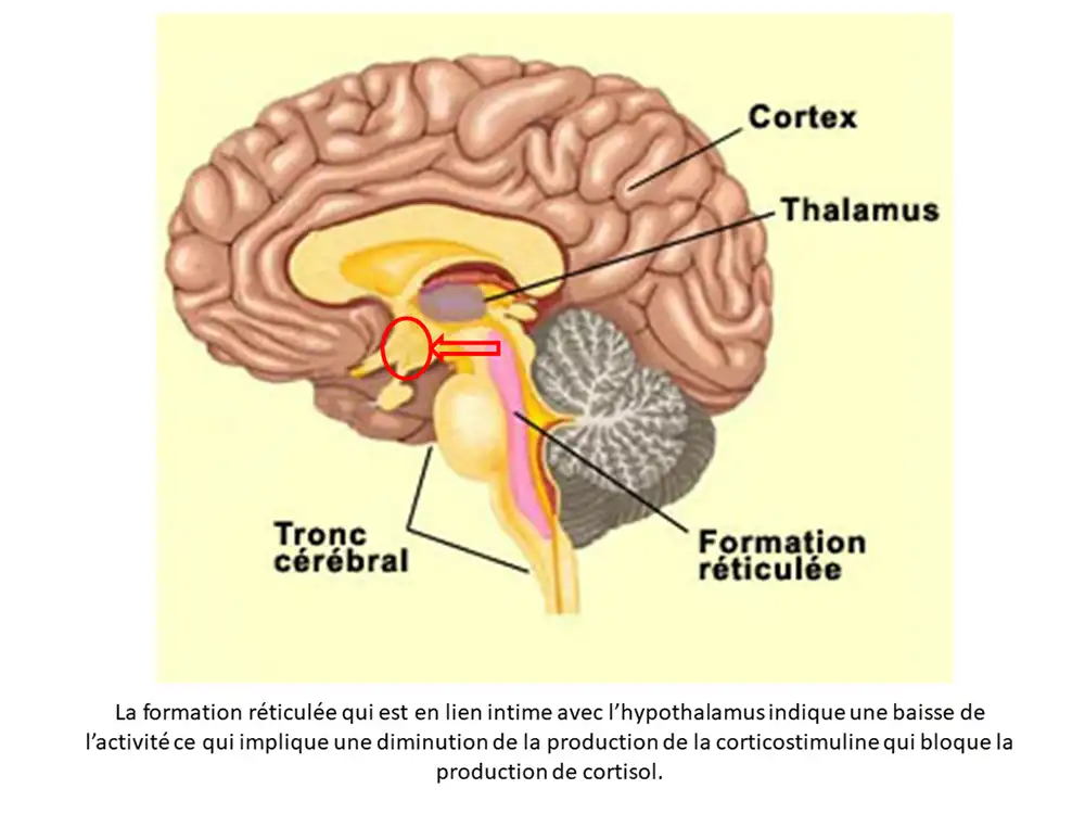 activité_comp20