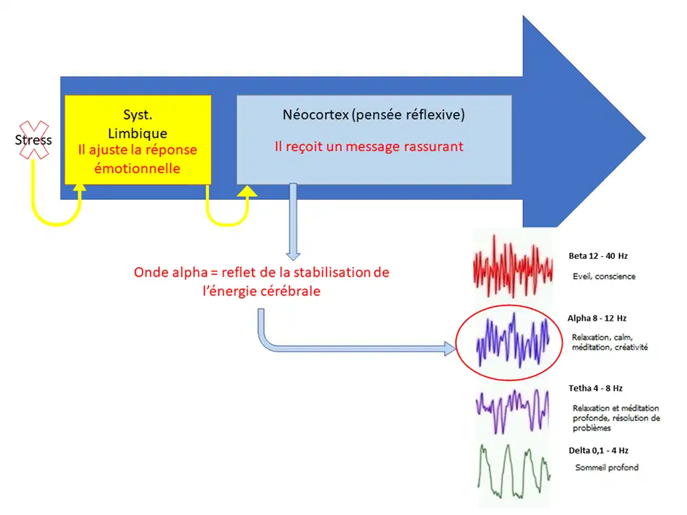 activité_comp21