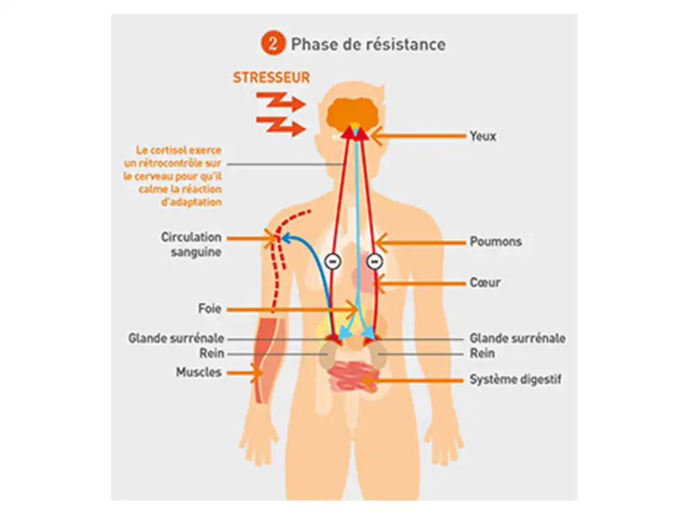 activité_comp12
